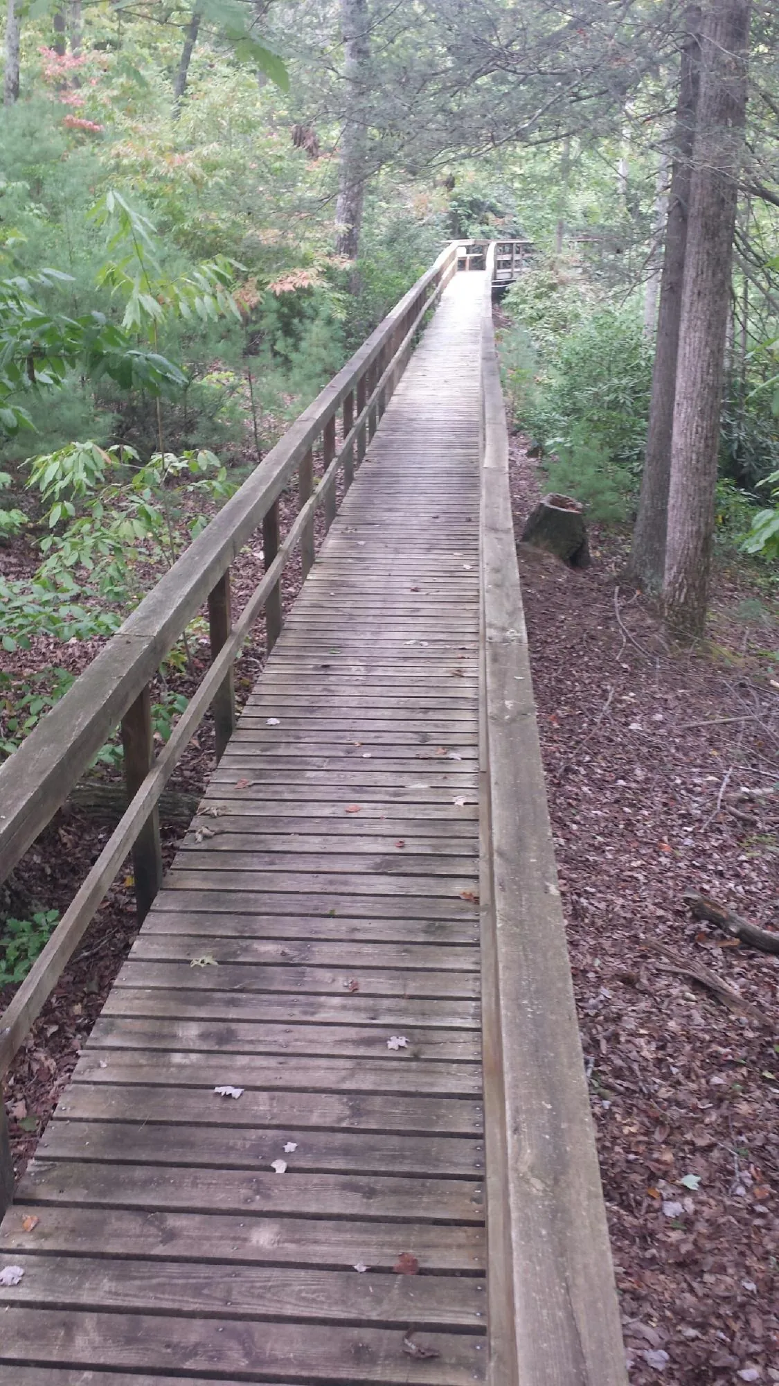 Long wood walkway with handrails built through the woods in Starrucca